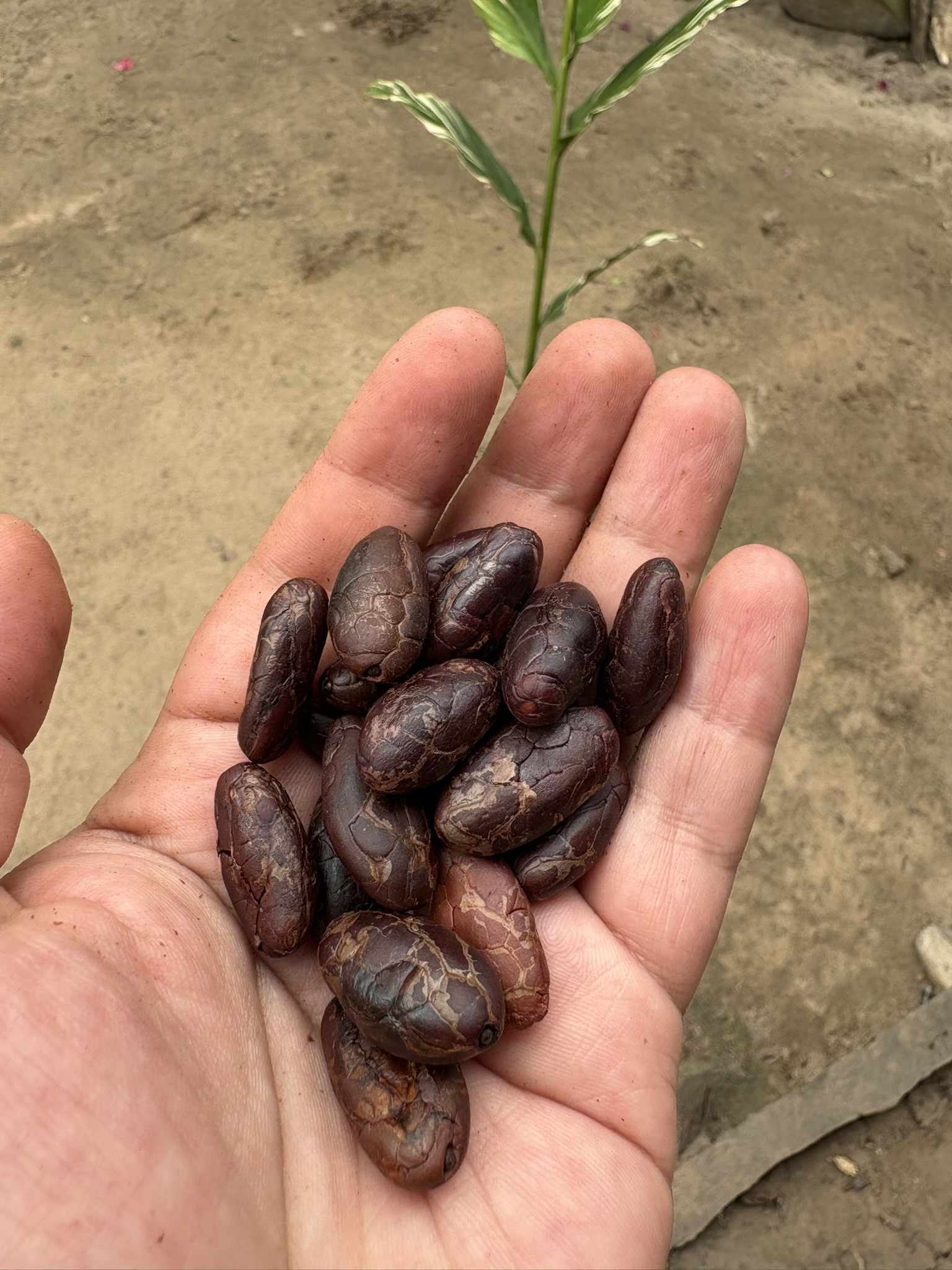 Cacao tostado y pelado en mano